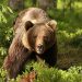 Urs semnalat la Firiza, în zona Cantonului Silvic. A fost emis mesaj RO-ALERT