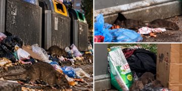 Șobolanii, tot mai des semnalați în Baia Mare. Locuitorii cer deratizare și intervenția autorităților