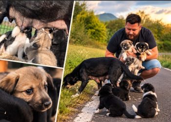 A născut opt pui între gunoaie. Povestea care nu i-a lăsat indiferenți pe băimăreni