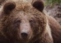ALERTĂ la Vișeu de Sus! Urs semnalat pe strada Valea Vinului. A fost transmis mesaj RO-ALERT