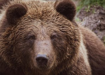 ALERTĂ la Vișeu de Sus! Urs semnalat pe strada Valea Vinului. A fost transmis mesaj RO-ALERT