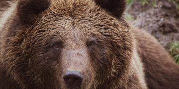 ALERTĂ la Vișeu de Sus! Urs semnalat pe strada Valea Vinului. A fost transmis mesaj RO-ALERT