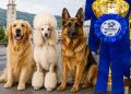 Baia Mare Dog Show 2026 – Două zile de competiție și eleganță canină
