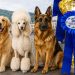 Baia Mare Dog Show 2026 – Două zile de competiție și eleganță canină