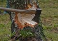 Un bărbat de 61 de ani, ucis de un arbore în timp ce efectua lucrări de tăiere la Suciu de Sus