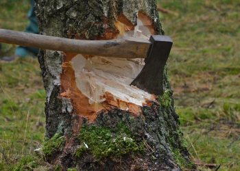 Un bărbat de 61 de ani, ucis de un arbore în timp ce efectua lucrări de tăiere la Suciu de Sus