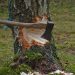Un bărbat de 61 de ani, ucis de un arbore în timp ce efectua lucrări de tăiere la Suciu de Sus