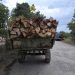 Lemne fără documente, transportate cu tractorul pe o stradă din Sighetu Marmației. Polițiștii au confiscat 3 mc