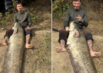 Captură impresionantă pe Someș – Un tânăr din Zalău a prins un somn de 2,25 metri, după trei ore de luptă