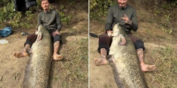 Captură impresionantă pe Someș – Un tânăr din Zalău a prins un somn de 2,25 metri, după trei ore de luptă