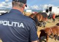 Controale la Festivalul Internațional Ecvestru din Baia Mare – Amenzi de peste 7.500 de lei și dosar penal