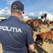 Controale la Festivalul Internațional Ecvestru din Baia Mare – Amenzi de peste 7.500 de lei și dosar penal