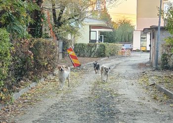 ALERTĂ în Baia Mare! Cititorii reclamă că haite de câini ar fi ucis zeci de pisici. Oamenii cer intervenția autorităților