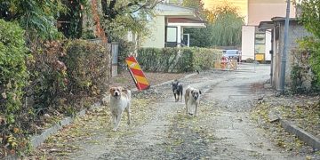 ALERTĂ în Baia Mare! Cititorii reclamă că haite de câini ar fi ucis zeci de pisici. Oamenii cer intervenția autorităților