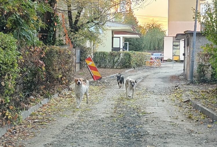 ALERTĂ în Baia Mare! Cititorii reclamă că haite de câini ar fi ucis zeci de pisici. Oamenii cer intervenția autorităților