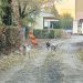 ALERTĂ în Baia Mare! Cititorii reclamă că haite de câini ar fi ucis zeci de pisici. Oamenii cer intervenția autorităților
