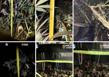 PERCHEZIȚII LA TÂRGU LĂPUȘ: Un patronaș care s-a visat consilier PNL creștea cannabis la Măgureni (foto/video)