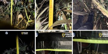 PERCHEZIȚII LA TÂRGU LĂPUȘ: Un patronaș care s-a visat consilier PNL creștea cannabis la Măgureni (foto/video)