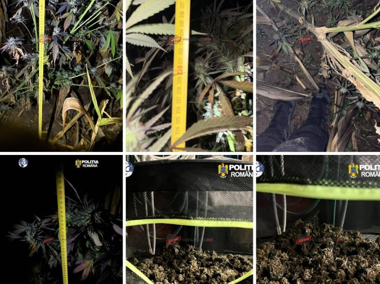 PERCHEZIȚII LA TÂRGU LĂPUȘ: Un patronaș care s-a visat consilier PNL creștea cannabis la Măgureni (foto/video)