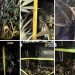 PERCHEZIȚII LA TÂRGU LĂPUȘ: Un patronaș care s-a visat consilier PNL creștea cannabis la Măgureni (foto/video)