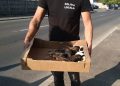 Baia Mare pregătește o nouă strategie pentru câinii fără stăpân. Sterilizări și un laborator veterinar mobil