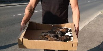 Baia Mare pregătește o nouă strategie pentru câinii fără stăpân. Sterilizări și un laborator veterinar mobil