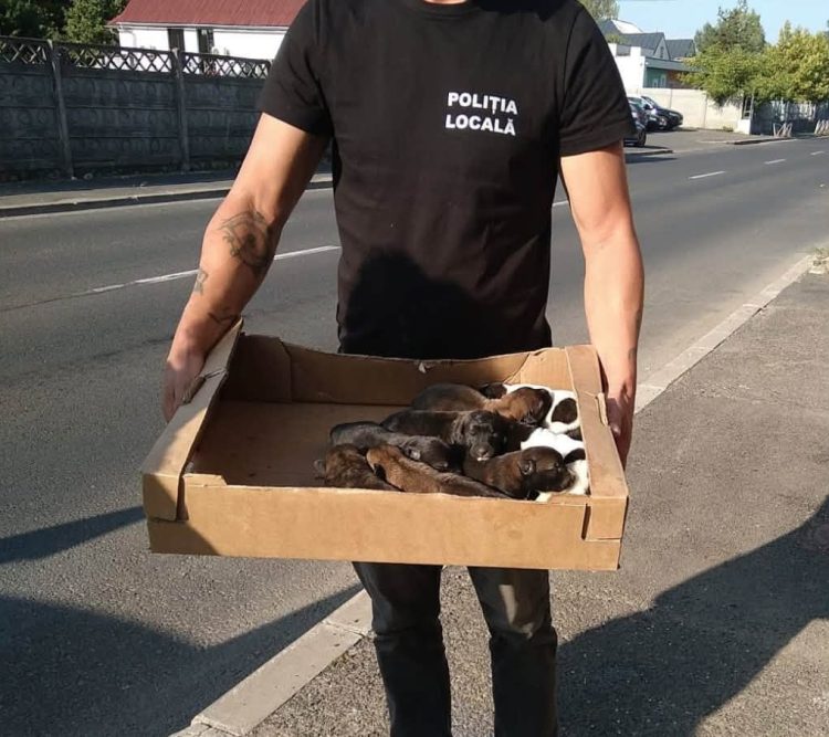 Baia Mare pregătește o nouă strategie pentru câinii fără stăpân. Sterilizări și un laborator veterinar mobil