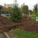 ÎȘI BAT JOC DE BAIA MARE! Plantăm copaci, cheltuim bani publici, apoi băgăm utilajele peste ei