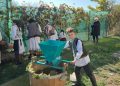 Clacă la cules de struguri, în Săcălășeni. Tradițiile de toamnă, păstrate prin bucuria de a fi împreună