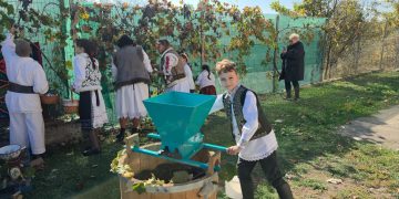 Clacă la cules de struguri, în Săcălășeni. Tradițiile de toamnă, păstrate prin bucuria de a fi împreună