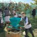 Clacă la cules de struguri, în Săcălășeni. Tradițiile de toamnă, păstrate prin bucuria de a fi împreună