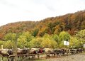 Asociația Crescătorilor de Taurine „Bruna-Schwyz” – Maramureș, 35 de ani de activitate