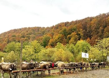 Asociația Crescătorilor de Taurine „Bruna-Schwyz” – Maramureș, 35 de ani de activitate
