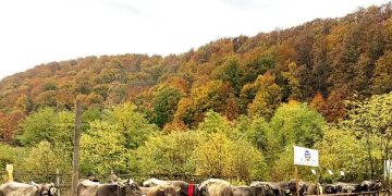 Asociația Crescătorilor de Taurine „Bruna-Schwyz” – Maramureș, 35 de ani de activitate