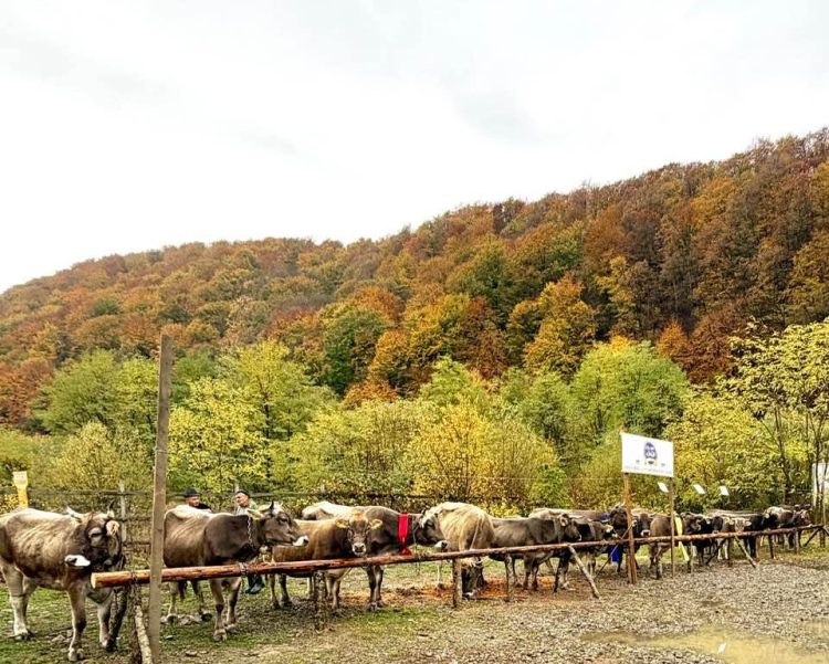 Asociația Crescătorilor de Taurine „Bruna-Schwyz” – Maramureș, 35 de ani de activitate