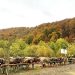 Asociația Crescătorilor de Taurine „Bruna-Schwyz” – Maramureș, 35 de ani de activitate