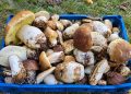 A început sezonul ciupercilor în Maramureș. Pădurile îi cheamă din nou pe culegători