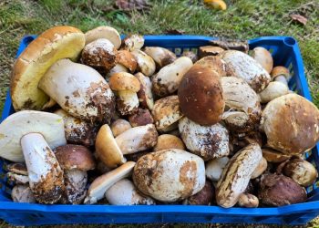 A început sezonul ciupercilor în Maramureș. Pădurile îi cheamă din nou pe culegători