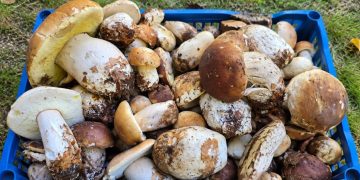 A început sezonul ciupercilor în Maramureș. Pădurile îi cheamă din nou pe culegători