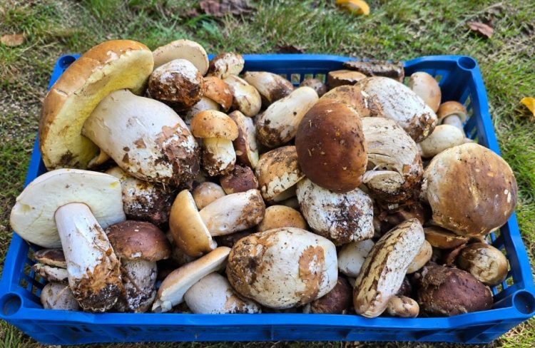 A început sezonul ciupercilor în Maramureș. Pădurile îi cheamă din nou pe culegători