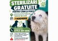 Sterilizări gratuite pentru câini și pisici în Maramureș. Unde și când se fac programările