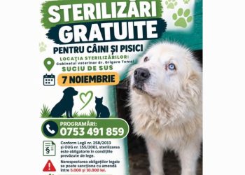 Sterilizări gratuite pentru câini și pisici în Maramureș. Unde și când se fac programările