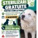 Sterilizări gratuite pentru câini și pisici în Maramureș. Unde și când se fac programările