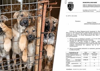 Abandonul câinilor în Baia Mare, în cifre. Ce am aflat după o solicitare adresată Primăriei