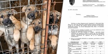 Abandonul câinilor în Baia Mare, în cifre. Ce am aflat după o solicitare adresată Primăriei