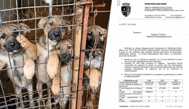 Abandonul câinilor în Baia Mare, în cifre. Ce am aflat după o solicitare adresată Primăriei