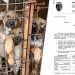 Abandonul câinilor în Baia Mare, în cifre. Ce am aflat după o solicitare adresată Primăriei