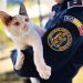 De Ziua Animalelor, polițiștii reamintesc – Deținerea unui animal înseamnă și responsabilitate