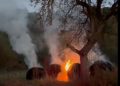 Incendiu observat de jandarmi în zorii zilei, între Rohia și Boiereni