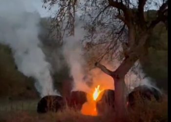 Incendiu observat de jandarmi în zorii zilei, între Rohia și Boiereni